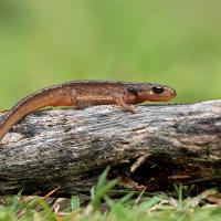 Juvenile Smooth Newt 